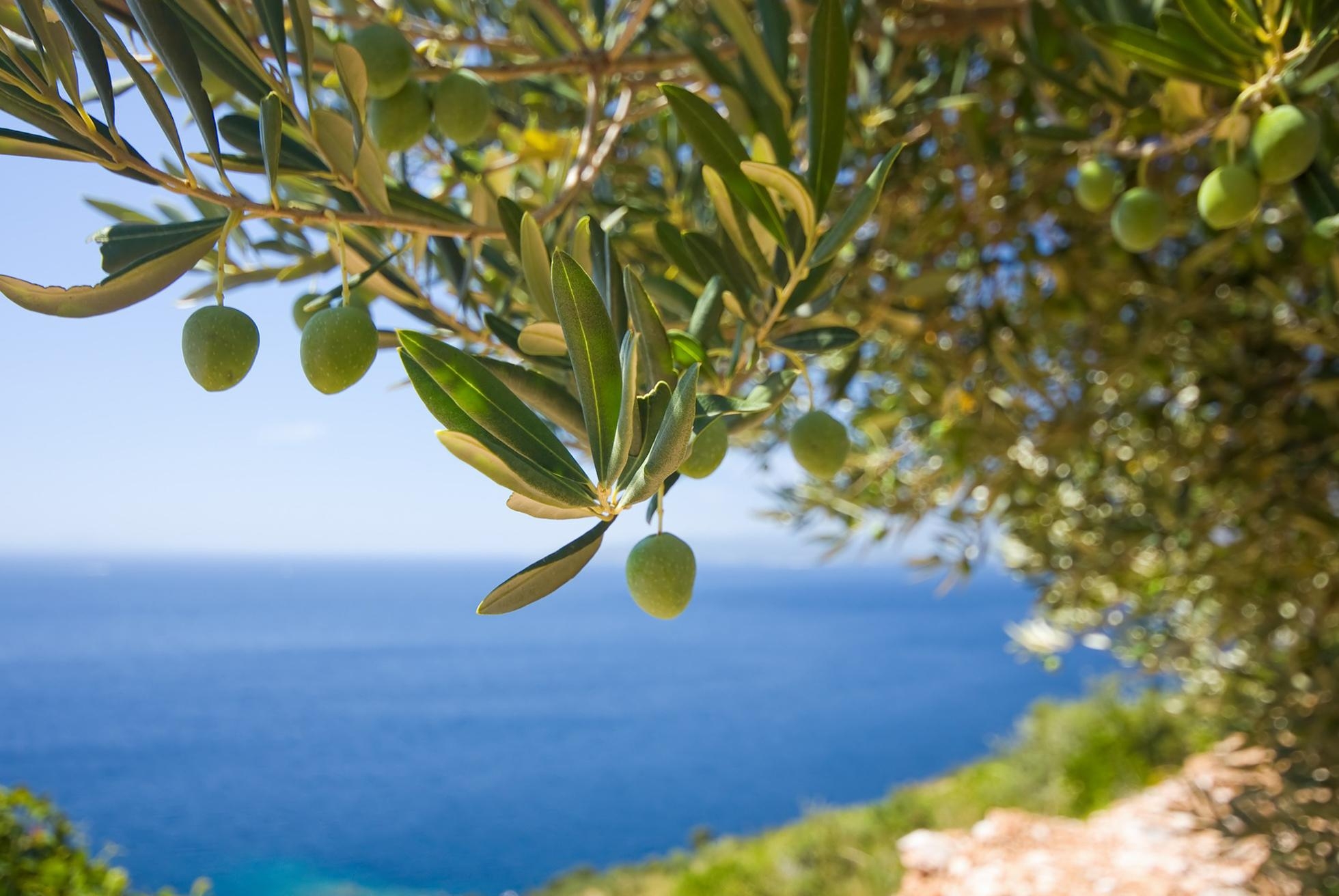Die Olive