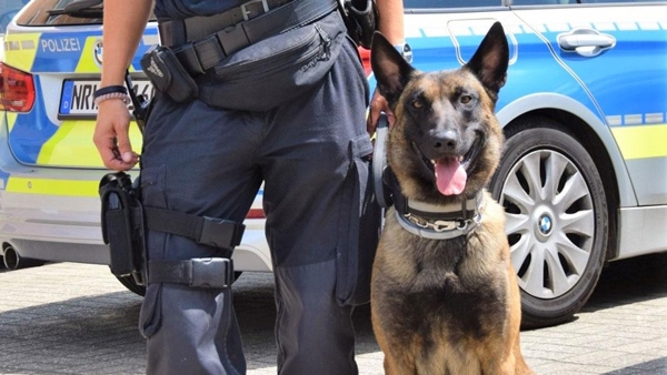 Calito - Neuer Kollege mit Biss