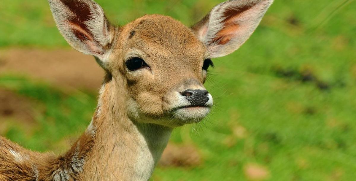 Wildgehege Süchtelner Höhen bleibt geschlossen Wildgehege Süchtelner Höhen bleibt geschlossen