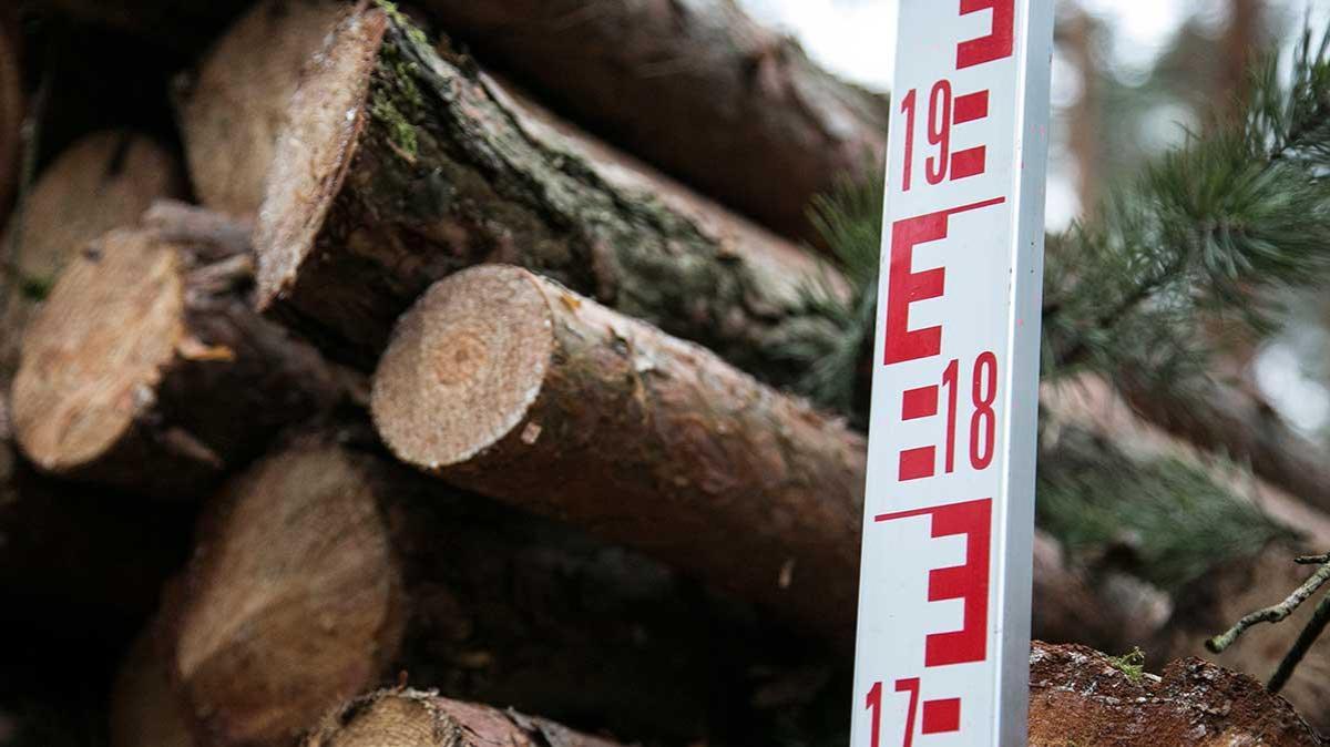 Wald in Not - Foto © IG Bauen-Agrar-Umwelt