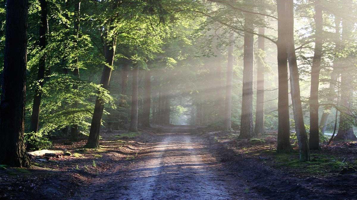 Vorsicht im Wald - Foto ©
