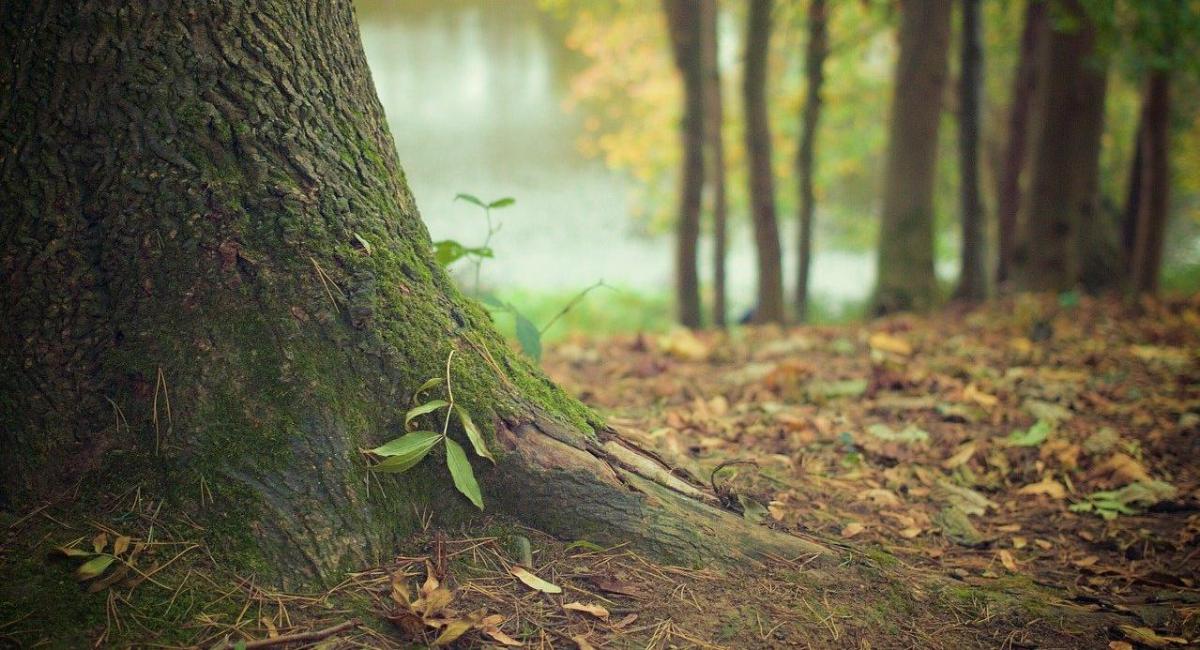 Städtische Betriebe sind mit der Hubarbeitsbühne im Wald unterwegs - Foto ©