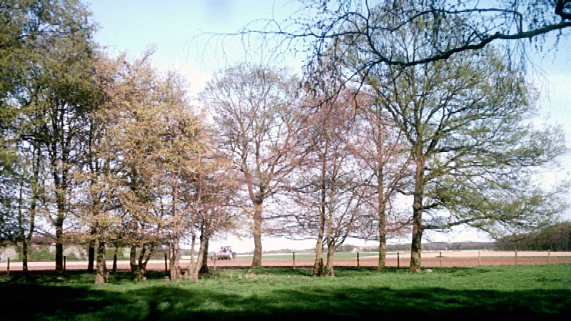 Bild zu Bockerter Heide